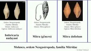 Molusco, ordem Neogastropoda, fam&iacute;lia Mitridae mitra mollusca cardinalis Atrimitra fulvescens Dan