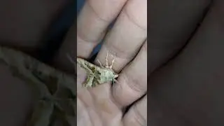 October 20, 2025#Thumbnail# #Insect