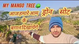 गेहू मे पानी डाल दिए| My mangoes trees 🔥| my farming | #vlog #farming  #blog video 