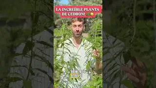 Por qu&eacute; DEBER&Iacute;AS tener un CEDRON en casa! 🏡