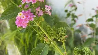 Overgrown Garden Reset: Starting Fresh! | Satisfying Garden Transformation coming soon