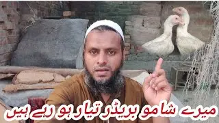Shamo breeder in Halal Zoo
