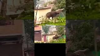 Indian baison vs a man #wildpredator #baisan #natgeowild #wildlife #conflict #humananimalconflict