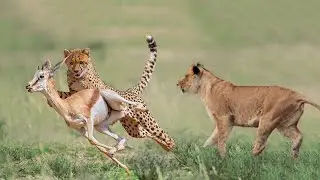 Lion Chases Two Cheetahs And Steals Prey - Cheetah Hunting Impala