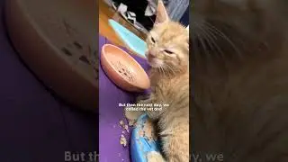 Tiny Kitten Who Could Barely Stand Up Learns To Run | The Dodo