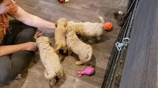 Cockapoo Puppies - F1 size