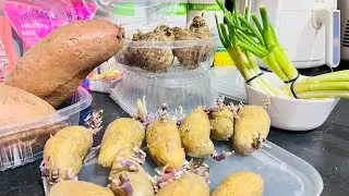 EASY WAY TO GROW ||SWEET POTATO TOPS ||  MANDEL POTATO || TARO LEAVES || SPRING ONIONS