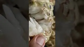 Tips for high yield in Custardapple ( seethapazham)