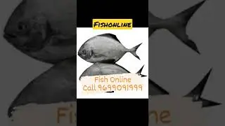 FRESH FISH  ONLINE MUMBAI,Surmai , Pomfret ,Prawns ,Rawas  9699091999  