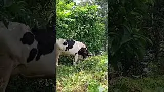 American Cow with Siberian Bird friend