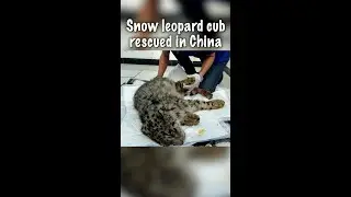 Severely injured snow leopard cub rescued in China's Qinghai
