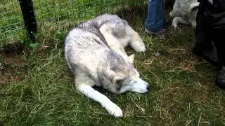 Wolf Conservation Trust Open Day - Hug a Husky