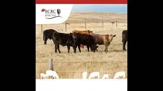 Episode 36: Tips for Starting Lightweight Cattle on Feed