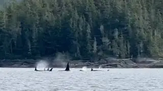 Large orca family travelling together | Orca Camp Vancouver Island