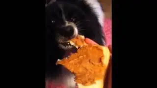 Dog eating a slice of peanut butta bread.