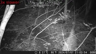 Bat Flies over the Sett of Japanese Badger at Summer Night
