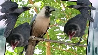 Crow Sound Kauwa Ki Awaz | Kauwa Ki Awaz Crow Sound | Kauwa Sound Kaka Sound |