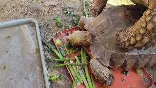 Fred and Ethel tortoise sex