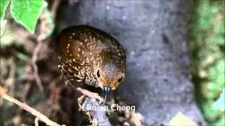 Pygmy Wren Babbler