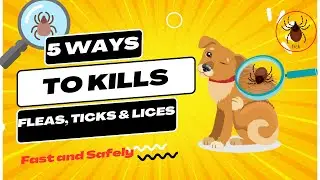 5 Safe Ways to Kill Fleas, Ticks & Lice on Pets | Pet healthcare tips