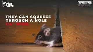 No More Sneaky House Mice! Defend Your Home and Family Today