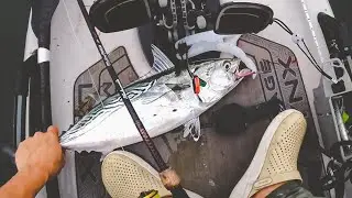 Right place and right time, My first albie fishing trip 2023. using my Hobie lynx kayak