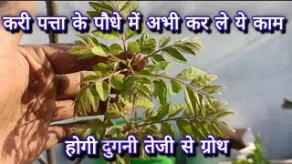 Important work for curry leaf plant#gardenwork #curryleafplant #nature #gardening @shashi6928
