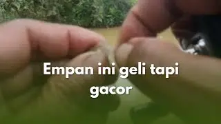 Gacor banget.. empan raron