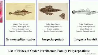 List of Fishes of Order Perciformes Family Platycephalidae. platycephalus inegocia flathead asper