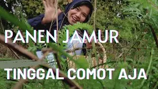 PANEN JAMUR CHAMPIGNON LIAR -  TINGGAL COMOT AJA - BANYAK BANGET