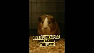 QUIZ: Where Is It Illegal to Own Only One Guinea Pig?