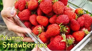 Strawberry Picking at The Strawberry Patch Havelock North