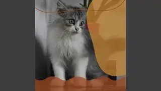 Friendly Ambience for Relaxing Cats