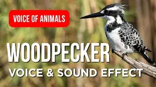 Woodpecker 🐦 Voice & Sounds for Kids About animal Close-Up Nature Video & Fun Facts #birds #animals