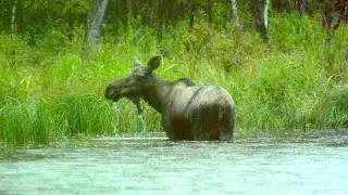 Hanma Series | Episode 7: Tracking moose