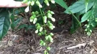 Clerodendrum wallichii, C. Nutans,( bridal veil Clerodendrum/ nodding Clerodendrum