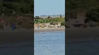 Flamencos en Punta Cuevas, Puerto Madryn, golfo Nuevo, Chubut, Patagonia, Argentina