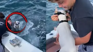 Dog Rescued a Mile Off Florida Coast Reunited With Family