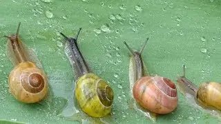 Snails: The Heroes We Never Knew About