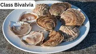 Class Bivalvia | Complete lecture (Urdu/Hindi)
