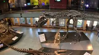 TopView of a TRex skeleton #jurrasicworld #trex #tyrannosaurusrex
