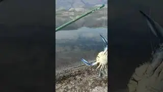 Granchio Blu