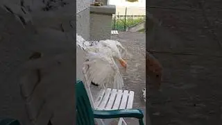Tacchina che salta sulla sedia 🦃🦃🐓🐔 #turkeybird #tacchino #turkey