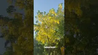 The Beautiful Laburnum in Full Bloom #shorts