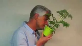 Ernst - Tomatplantan