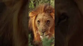 INTENSE Lion Roaring  Sounds/Scary lions Roar sound effect!