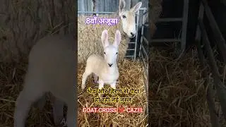 GOAT ❌ CROSS GAZEL HYBRID BY RND #animals #goat #goatfarming #gazelle #hybrid #hybridanimals