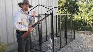 How to Train Hunting Dog to Like Gunfire