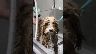 Happy Pup At Pet Rinse Repeat