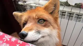 Как мы кормим лису